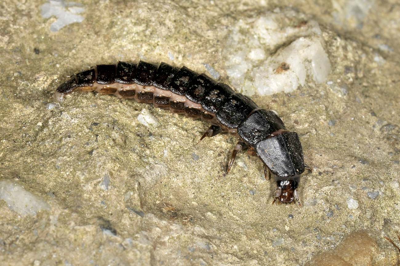 Lampyridae: larva di Luciola sp.